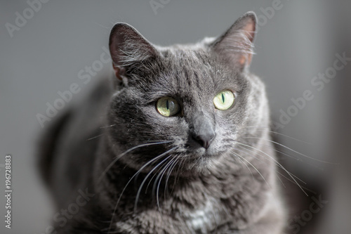 A cute gray cat lies in the sun's rays and looks seriously into the frame with a serious look.