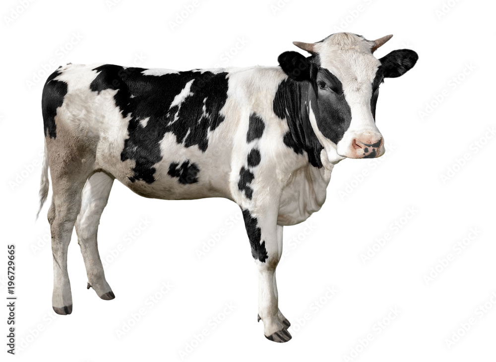 Spotted black and white cow full length isolated on white. Funny cute cow  isolated on white.