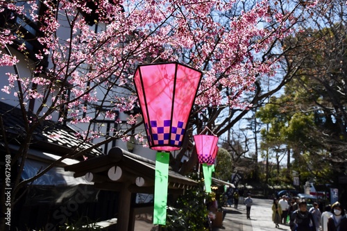 桜祭り photo