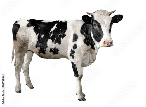Spotted black and white cow full length isolated on white. Funny cute cow isolated on white. Young cow, standing full-length in front of white background and looking at the camera. Farm animals. © esvetleishaya