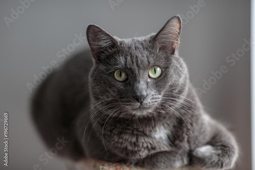 A cute gray cat lies in the sun's rays and looks seriously into the frame with a serious look.