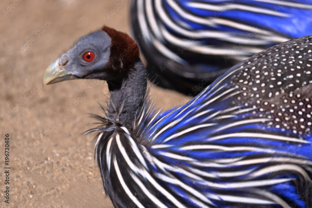 ホロホロ鳥 Images – Browse 40 Stock Photos, Vectors, and Video