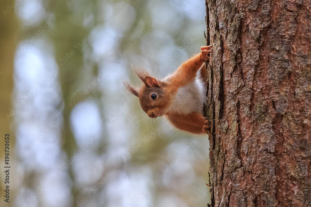 Obraz premium Peeping red squirrel