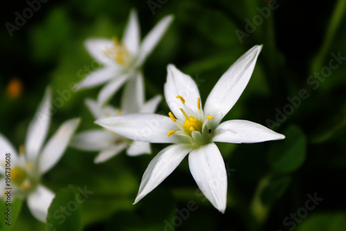 çiçek doğa organik beyaz yasemin saj klasik