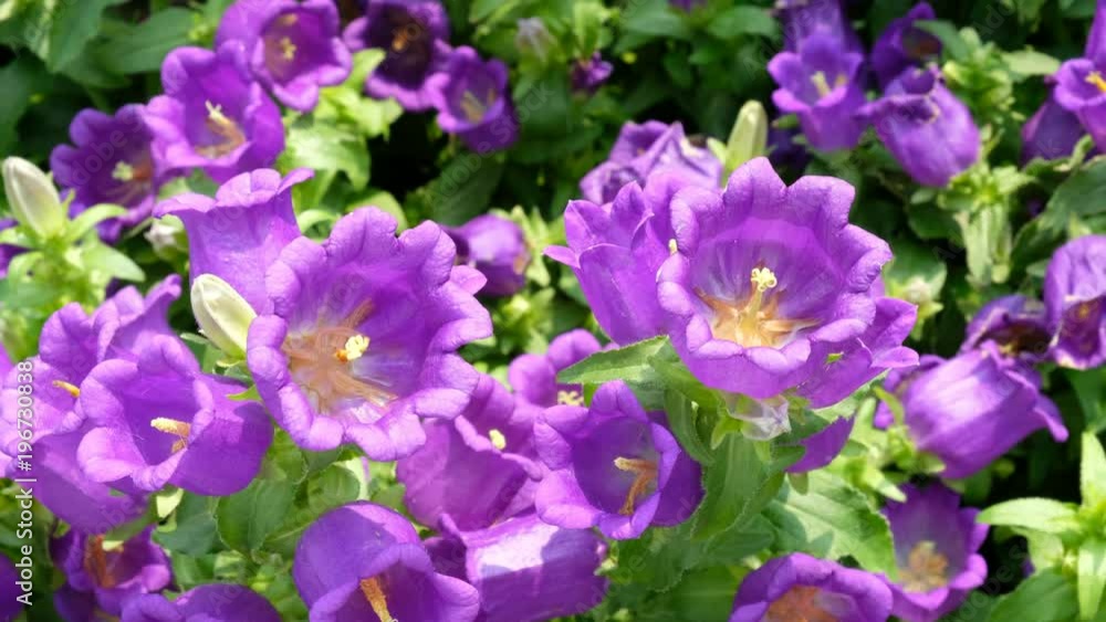 Purple canterbury bells flowers Purple canterbury bells flowers