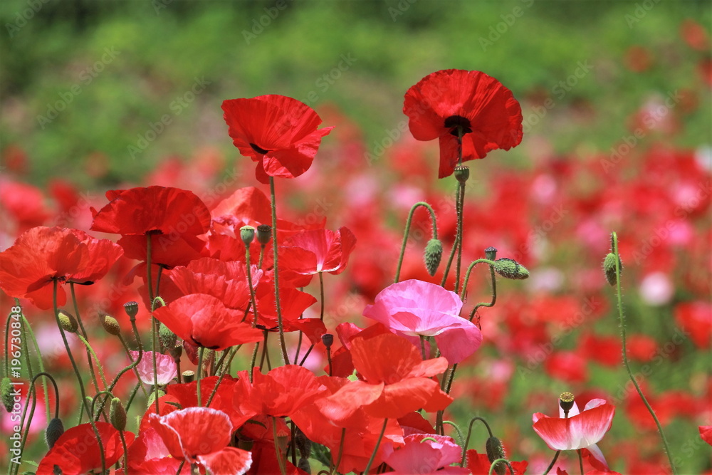 Obraz premium 可憐なポピー