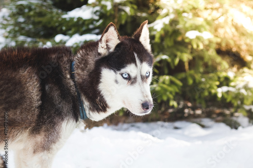 Blue eyed siberian husky winter portrait  