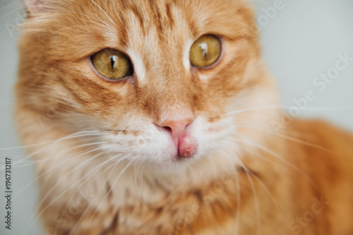 Red cat with a swollen upper lip, inflammation on the muzzle of the cat