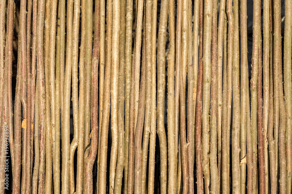 background of thin branches of young trees background of thin branches of young trees