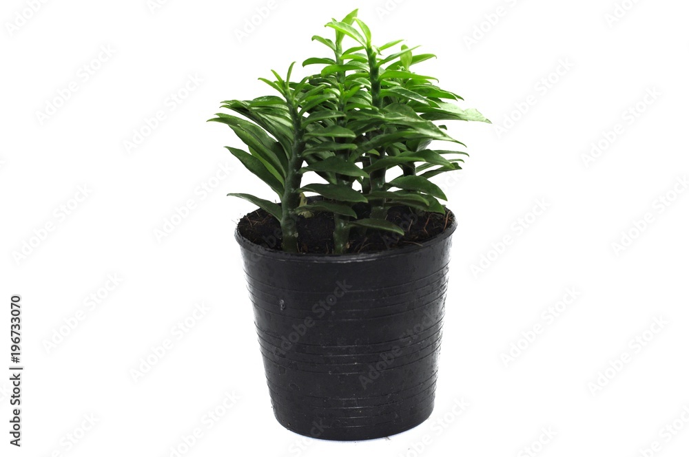 Fototapeta premium Small tree in pot on white background