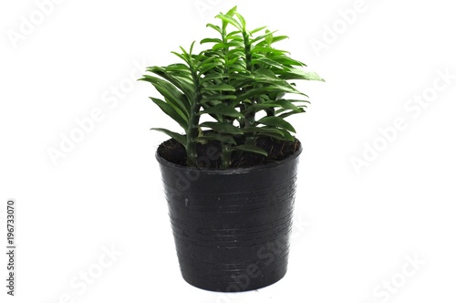 Small tree in pot on white background