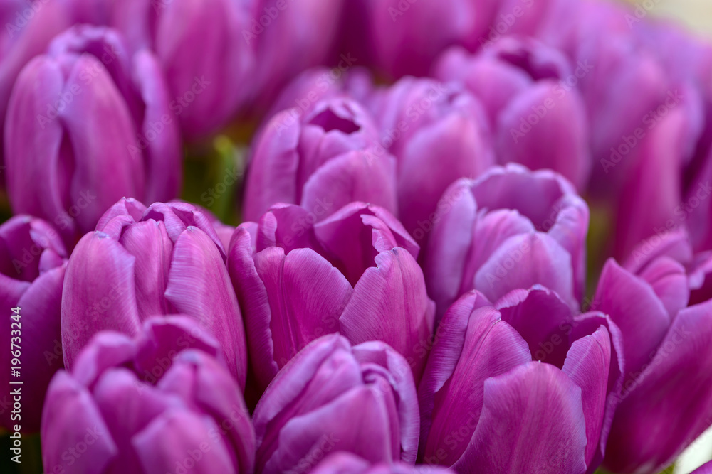 Close-up purple tulips Close-up purple tulips