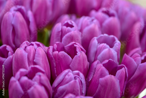 Close-up purple tulips