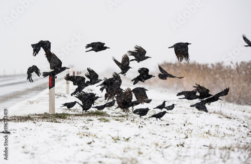 A flock of crows flying above the frozen fields photo