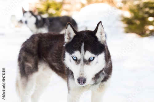 Blue eyed siberian husky winter portrait  