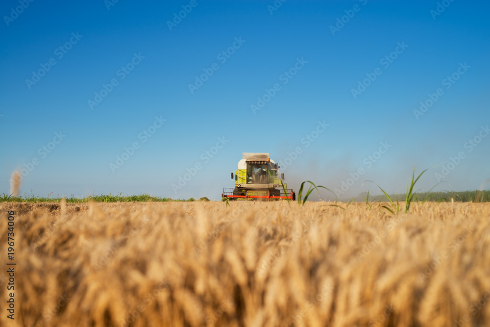 Fototapeta premium Harvesting machine working at field in sunny morning. Agriculture concept. Combine harvester at wheat field.