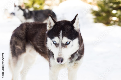 Blue eyed siberian husky winter portrait