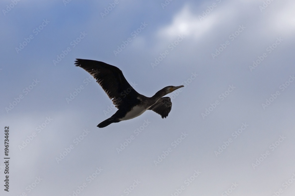Fototapeta premium Great cormorant flying on the blue sky. Great cormorant (Phalacrocorax carbo).