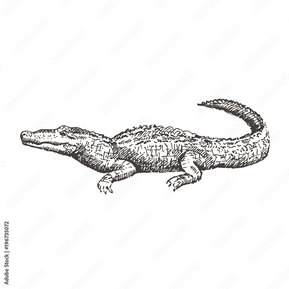 Fototapeta premium Hand drawn alligator. Sketch, vector illustration.