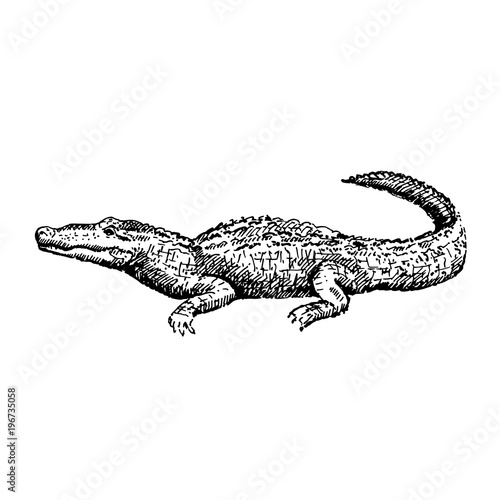Hand drawn alligator. Sketch  vector illustration.