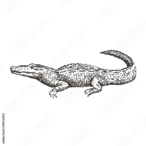 Hand drawn alligator. Sketch  vector illustration.