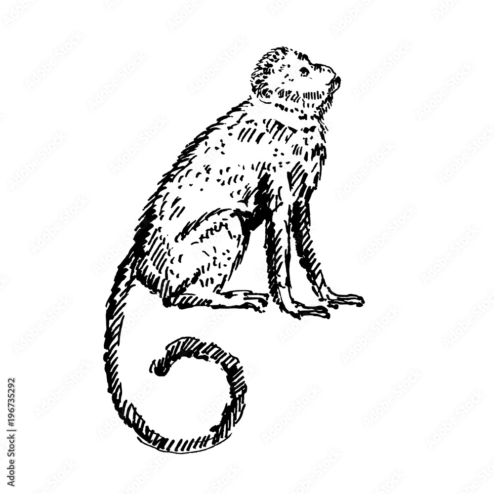 cute drawing of monkeys - Yahoo Image Search Results | Inspiração de  desenho, Desenho passo a passo, Animais ferozes