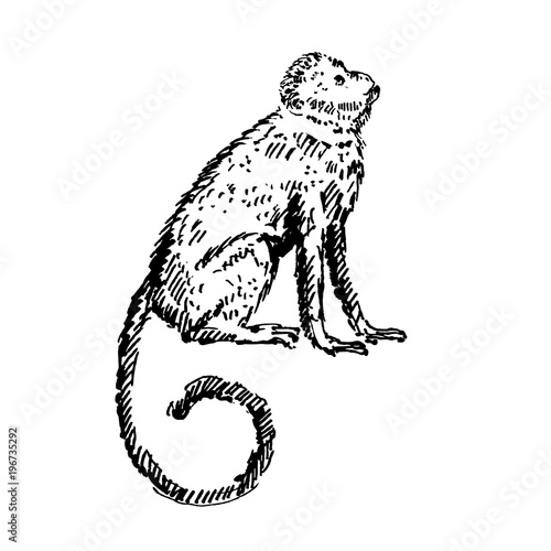 Hand drawn monkey. Sketch, vector illustration.