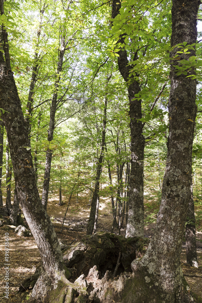 Obraz premium trunks of an old green chestnut forest in autumn 