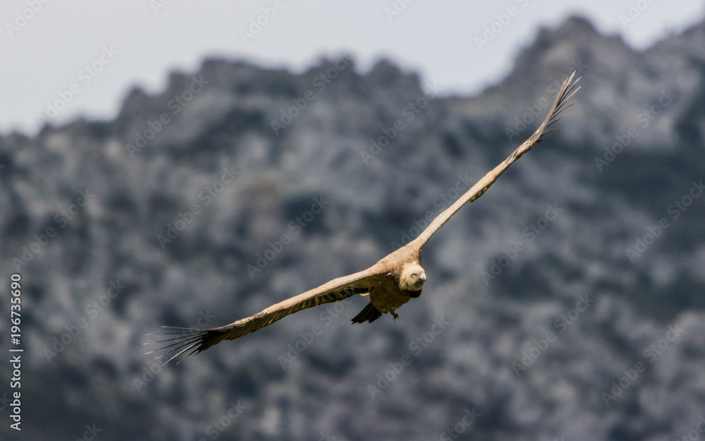 Griffon Vulture in Flight in the mountains near Casares, Spain Griffon Vulture in Flight in the mountains near Casares, Spain