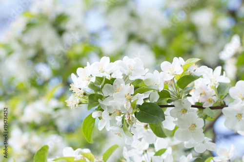 Blossoming cherry tree