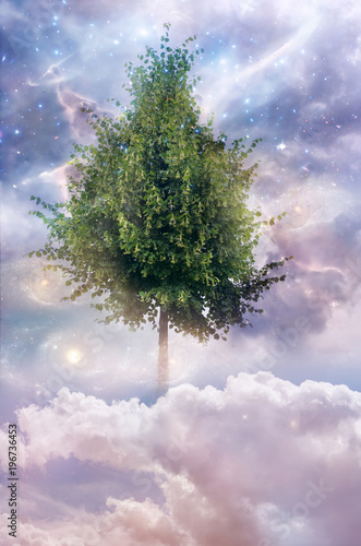 Magic nature mystical tree with stars  cloudy sky and Universe like a spiritual  religious  fivine concept 