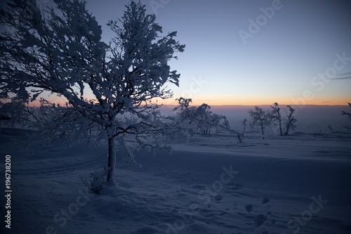 frozen trees in winter lappland