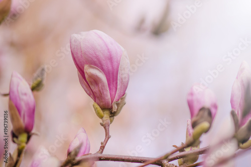 Wunderschöne Magnolienblüte im Frühling