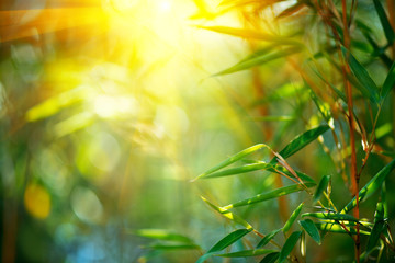 Keuken achterwand Bamboe Bamboe in zonnig natuurdecor  © Subbotina Anna