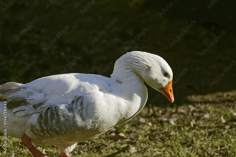 Fototapeta premium ducks and geese