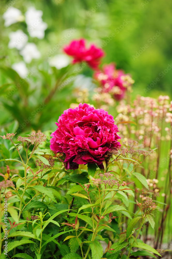 crimson peony blooming in spring garden with heucheras on background in mixed border crimson peony blooming in spring garden with heucheras on background in mixed border