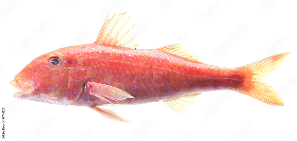 Fish mullet Fish mullet