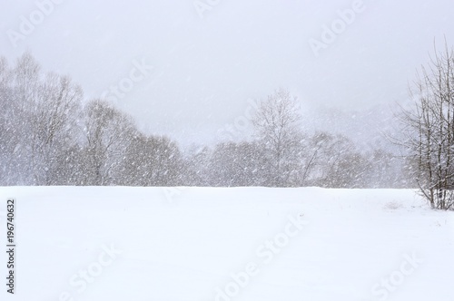 Winter snowfall background. Snowflakes falling on trees. Snow in forest. Nature landscape.