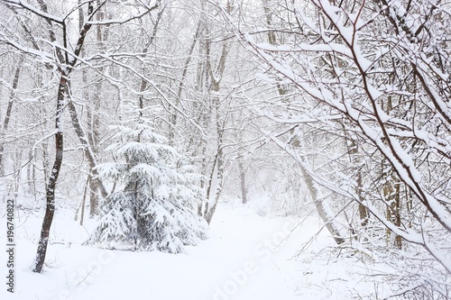 Wallpaper Mural Trees covered snow in winter forest. Snowy fir and trees after snowfall. Torontodigital.ca