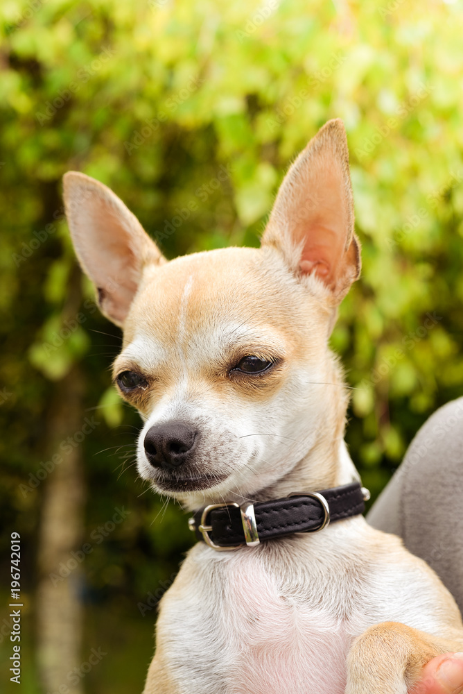 chihuahua à bras chihuahua à bras