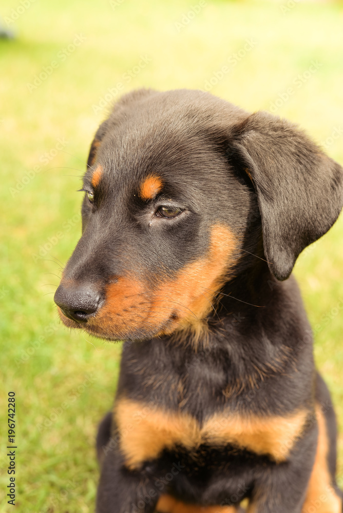 chiot de beauceron sur la plage