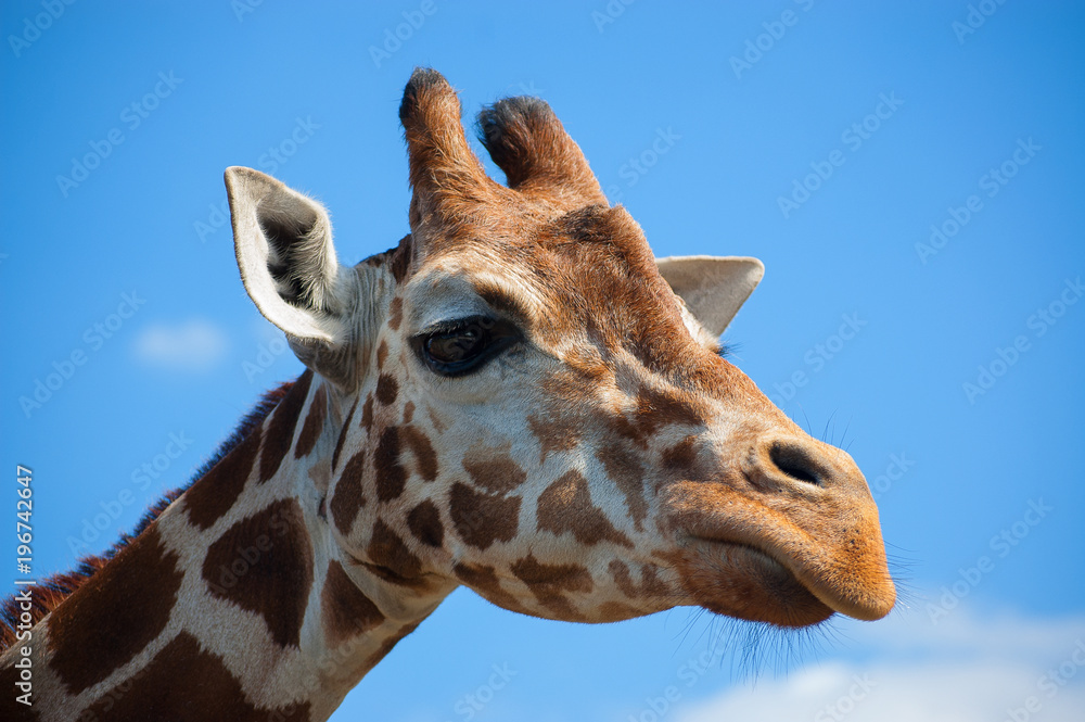 Naklejka premium the head of a giraffe against a blue sky