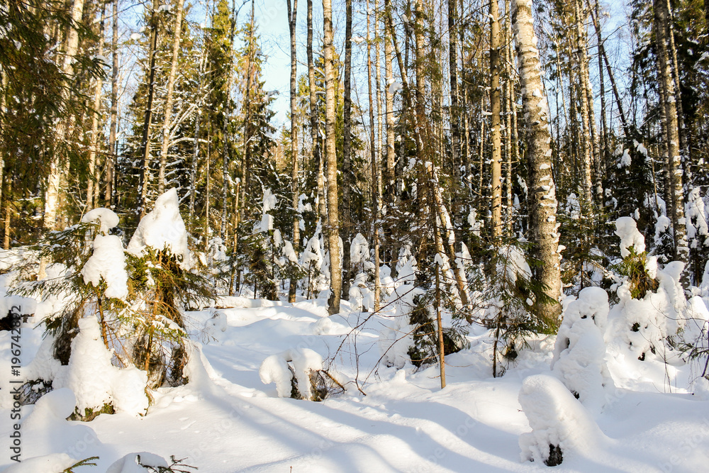Snow and sun in the forest.