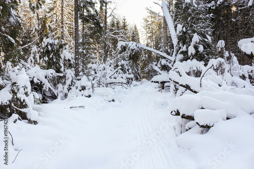Ski track in the winter forest. © German S