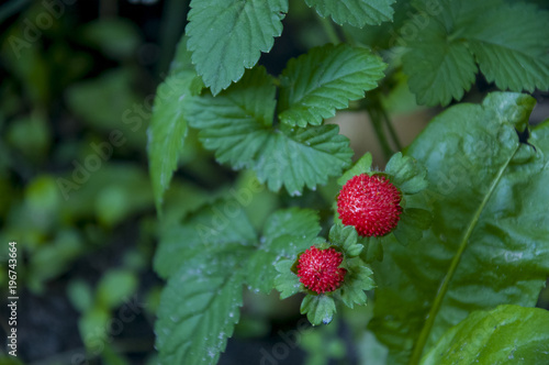 Wild rasp red strawberries with green leaves 