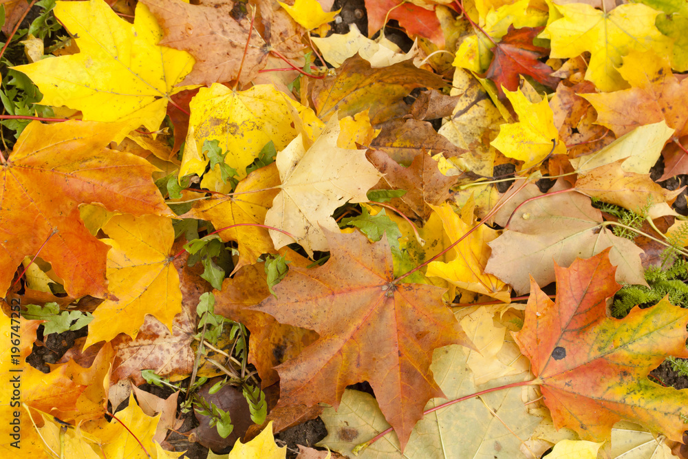 Beautiful autumn park with yellow maple leaves. Beautiful autumn park with yellow maple leaves.
