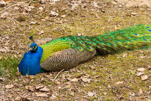 a big peacock with a blue chest lies on the ground