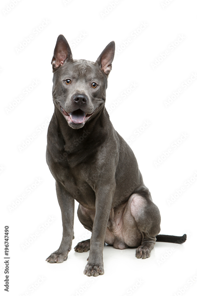 beautiful blue thai ridgeback dog