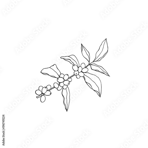 Hand drawn coffea plant