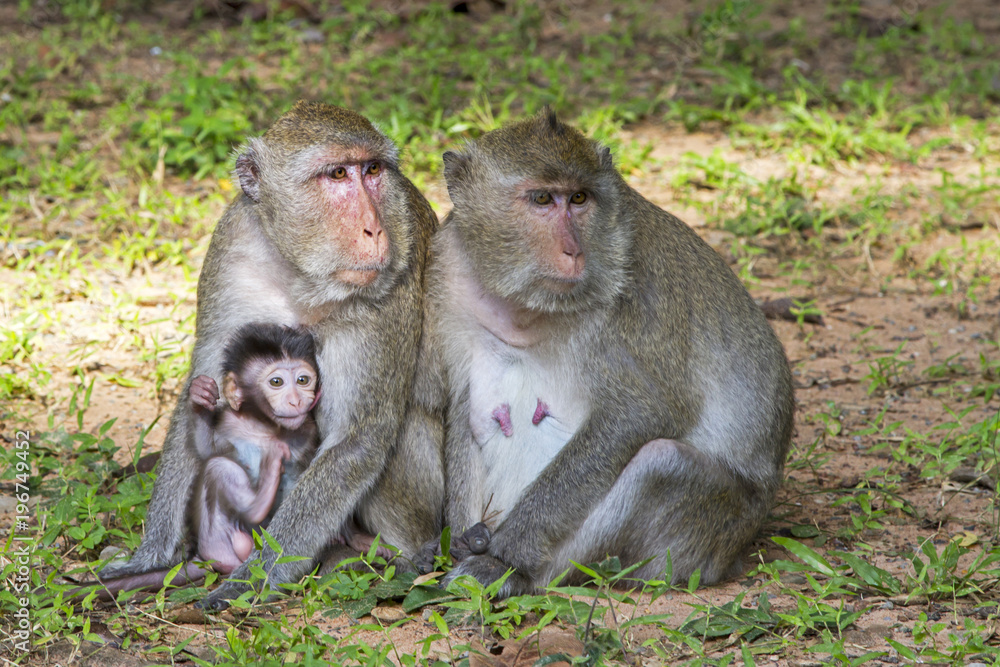 Macaque family in Angkor wat -  the khmer temple complex with roots and trees over the walls - Siem Reap, Cambodia